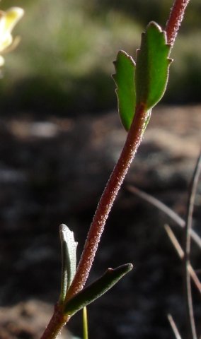 Glumicalyx montanus more stem than leaves